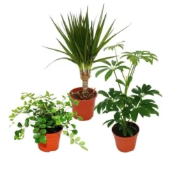 Set med 3 inomhusväxter - typ 2 - 9cm