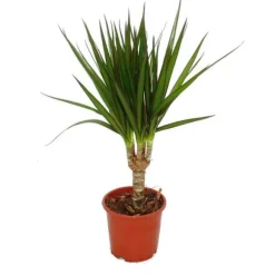 Set med 3 inomhusväxter - typ 2 - 9cm