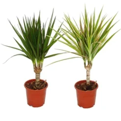 Set med 2 olika drakar - Dracaena marginata + Dracaena marginata Bicolor