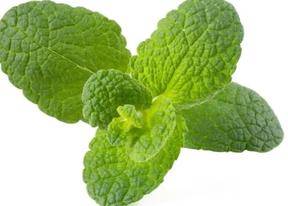 Set med 3 produkter. Click & Grow Smart Garden refill Apple Mint 3st