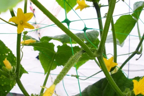 Set med 4 produkter. Växtnät 8g/m2 15x17cm 2x20m