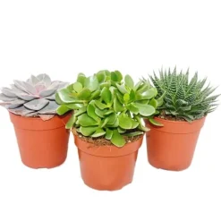 Set med 3 suckulenter - 3 olika växter i en 12cm kruka