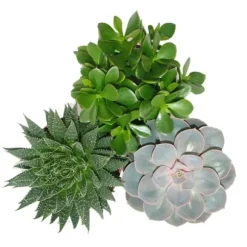 Set med 3 suckulenter - 3 olika växter i en 12cm kruka