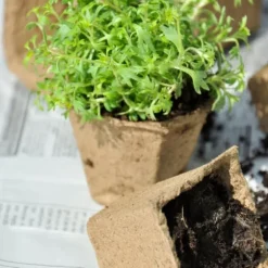 Set med såkrukor, 5x3,5x3,5 cm, Brun