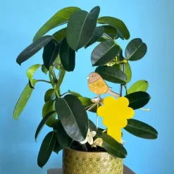 SHOP-STORY - GNATRAP: Fällor för att fånga fruktflugor och flugor för inomhus- eller utomhusväxter