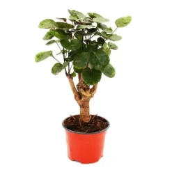 Skinande fiederaralie - Polyscias scutellaria Fabian - lättskött krukväxt - 12cm kruka