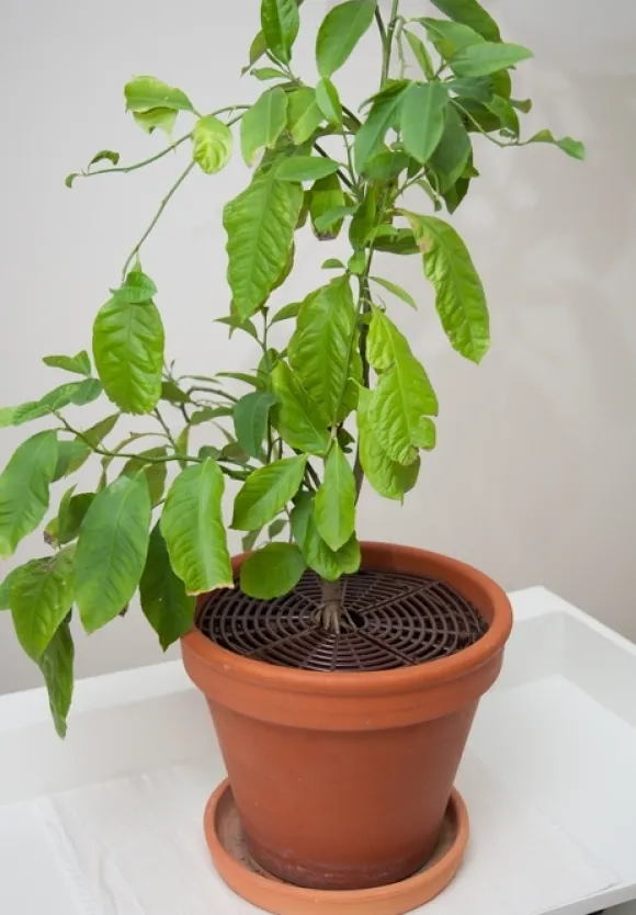 Skydd för blomkrukor A-Safety Natur 2-pack