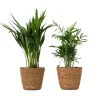 Små Dypsis och Chamaedorea - Mix av 2 med korg - Höjd 25-40cm - ⌀12cm