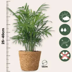 Små Dypsis och Chamaedorea - Mix av 2 med korg - Höjd 25-40cm - ⌀12cm
