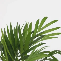 Små Dypsis och Chamaedorea - Mix av 2 med korg - Höjd 25-40cm - ⌀12cm