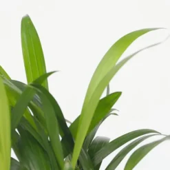 Små Dypsis och Chamaedorea - Mix av 2 med korg - Höjd 25-40cm - ⌀12cm