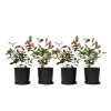 Snittmispel - Set om 4 - Photinia fraseri 'Red Robin' - Höjd 30-40cm - ⌀17cm