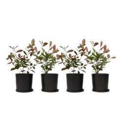 Snittmispel - Set om 4 - Photinia fraseri 'Red Robin' - Höjd 30-40cm - ⌀17cm