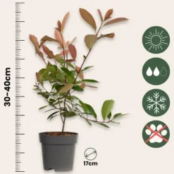 Snittmispel - Set om 4 - Photinia fraseri 'Red Robin' - Höjd 30-40cm - ⌀17cm