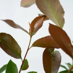 Snittmispel - Set om 4 - Photinia fraseri 'Red Robin' - Höjd 30-40cm - ⌀17cm