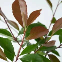 Snittmispel - Set om 4 - Photinia fraseri 'Red Robin' - Höjd 30-40cm - ⌀17cm