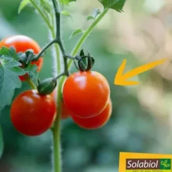 SOLABIOL Tomatgödsel - 750 g