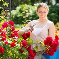 Spaljé, 153x39x233 cm, Grön