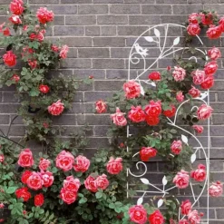 Spaljé, 120x40x0,5 cm, Kodustaar