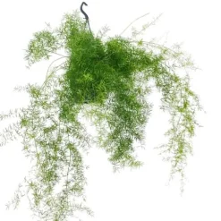 Sparris densiflorus sprengeri - prydnadssparris i hängande kruka