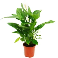 Spathiphyllum "Cupido", enkelblad - kruka 17cm