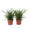 Spjutbräken - Set om 2 - Nephrolepis 'Duffii' - Höjd 25-40cm - ⌀12cm