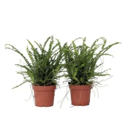 Spjutbräken - Set om 2 - Nephrolepis 'Duffii' - Höjd 25-40cm - ⌀12cm