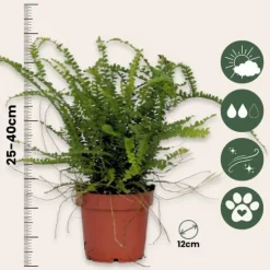 Spjutbräken - Set om 2 - Nephrolepis 'Duffii' - Höjd 25-40cm - ⌀12cm