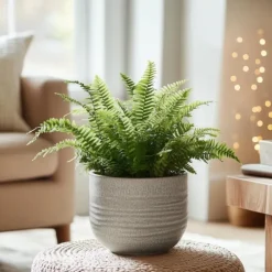 Spjutbräken - Set om 2 - Nephrolepis 'Duffii' - Höjd 25-40cm - ⌀12cm