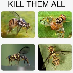 4st hängande flugfälla boll fruktflugefångare klibbig fälla utomhus skadedjursfångare för trädgårdsväxter