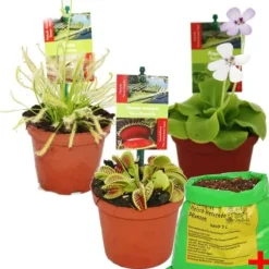 Startpaket för köttätande växter - 3 växter + jord - köttätares jord