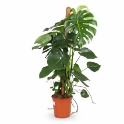 Stor Monstera Deliciosa Krukväxt Ø24 cm, Höjd ca 105 cm