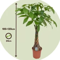 Strandkastanj - Pachira aquatica - Höjd 100-120cm - ⌀24cm