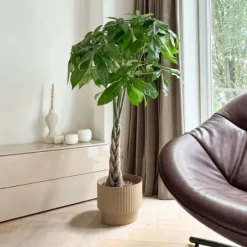 Strandkastanj - Pachira aquatica - Höjd 100-120cm - ⌀24cm