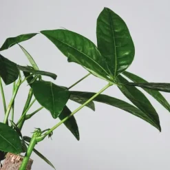 Strandkastanj - Pachira aquatica - Höjd 100-120cm - ⌀24cm