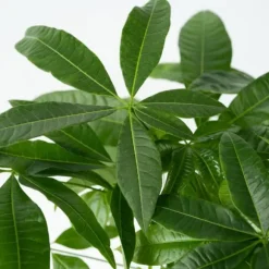 Strandkastanj - Pachira aquatica - Höjd 100-120cm - ⌀24cm