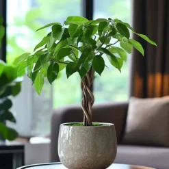 Strandkastanj - Pachira aquatica - Höjd 60-70cm - ⌀17cm