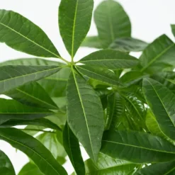 Strandkastanj - Pachira aquatica - Höjd 60-70cm - ⌀17cm