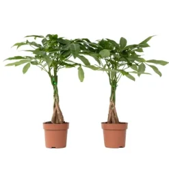 Strandkastanj - Set om 2 - Pachira aquatica - Höjd 60-70cm - ⌀17cm