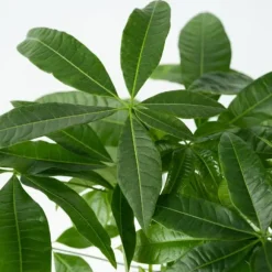 Strandkastanj - Set om 2 - Pachira aquatica - Höjd 60-70cm - ⌀17cm