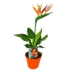 Strelitzie - Bird of paradise blomma - 12cm kruka - med blomma ITEM