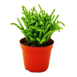 Sukulentväxt - Crassula lycopodioides - mussvans - i kruka 8,5 cm