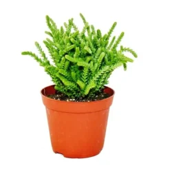 Sukulentväxt - Crassula lycopodioides - mussvans - i kruka 8,5 cm