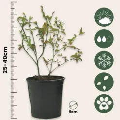 Superfrukt - Set om 3 - Actinidia, Vaccinium - Höjd 25-40cm - ⌀9cm
