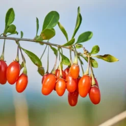 Superfrukt - Set om 3 - Actinidia, Vaccinium - Höjd 25-40cm - ⌀9cm