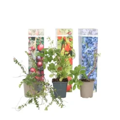 Superfrukt - Set om 6 - Actinidia, Vaccinium - Höjd 25-40cm - ⌀9cm