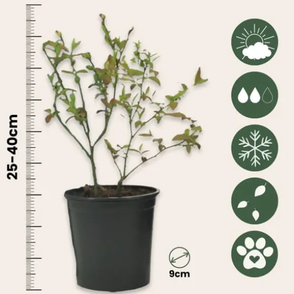 Superfrukt - Set om 6 - Actinidia, Vaccinium - Höjd 25-40cm - ⌀9cm
