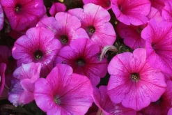 SURFINIA GÖDNINGSMEDL 0,75 L AGRECOL