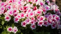 SURFINIA GÖDNINGSMEDL 0,75 L AGRECOL