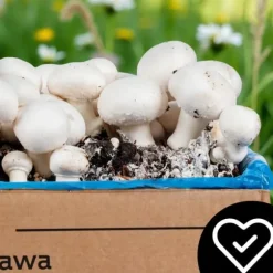 Svampodlingskit 5 kg mycel Hemma svampodling + Gratis